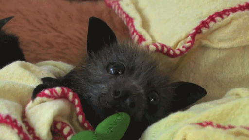 bat-gif-cute